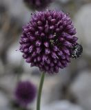 Allium sphaerocephalon