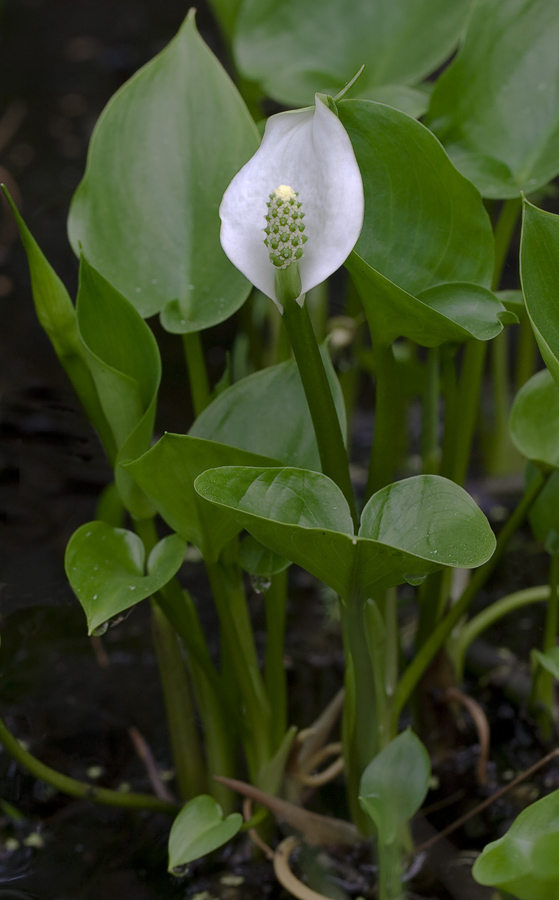 Изображение особи Calla palustris.