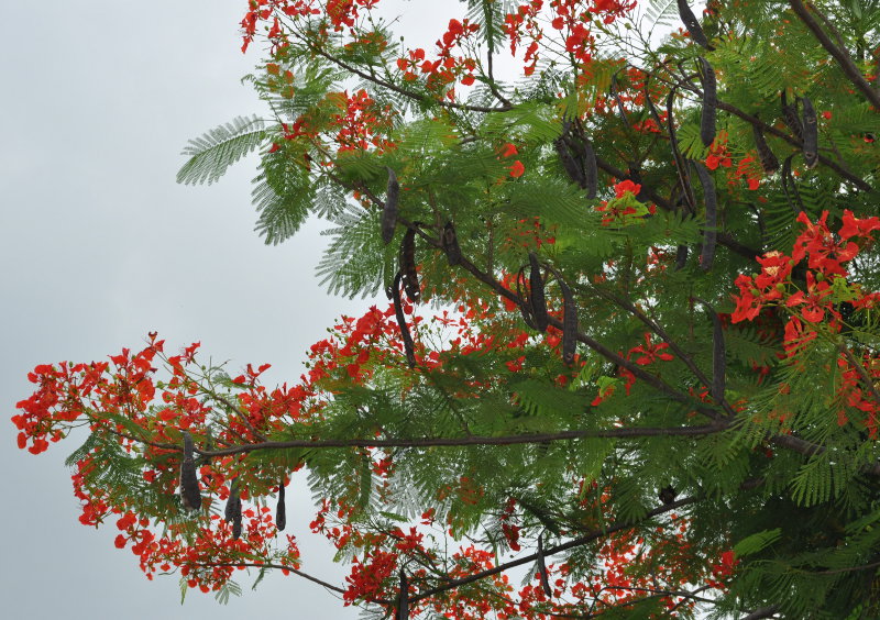 Изображение особи Delonix regia.