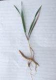 Secale sylvestre