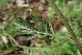 Artemisia tanacetifolia. Стеблевой лист. Архангельская обл., Холмогорский р-н, окр. пос. Усть-Пинега, крутой берег р. Пинега. 20.07.2013.