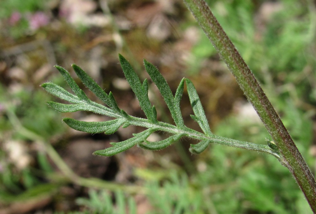 Image of Artemisia tanacetifolia specimen.