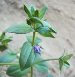 Anagallis foemina