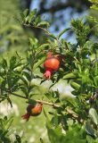 Punica granatum. Части ветвей с созревающими плодами. Крым, г. Ялта, в культуре. 2 августа 2013 г.