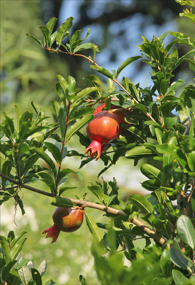 Image of Punica granatum specimen.