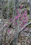 Daphne mezereum