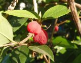 Lonicera fragrantissima