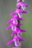 Spiranthes australis. Часть соцветия. Республика Бурятия, Баунтовский эвенкийский р-н, окр. пос. Северный, долина р. Има, сырой луг. 07.08.2013.