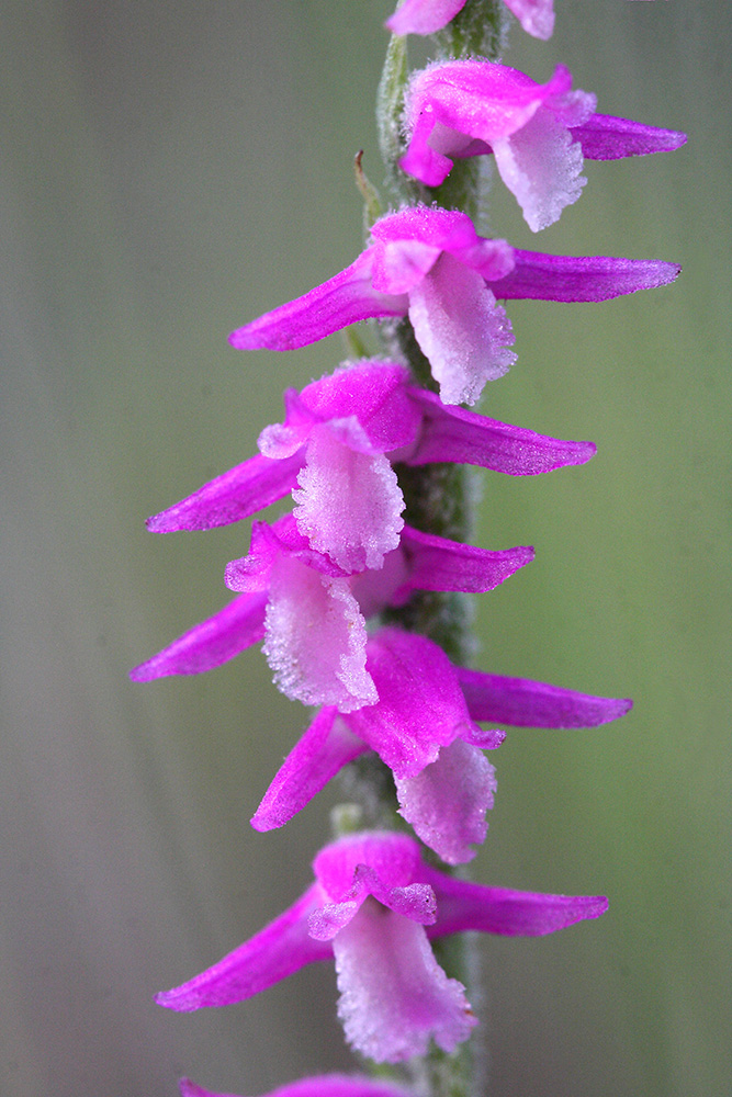 Изображение особи Spiranthes australis.