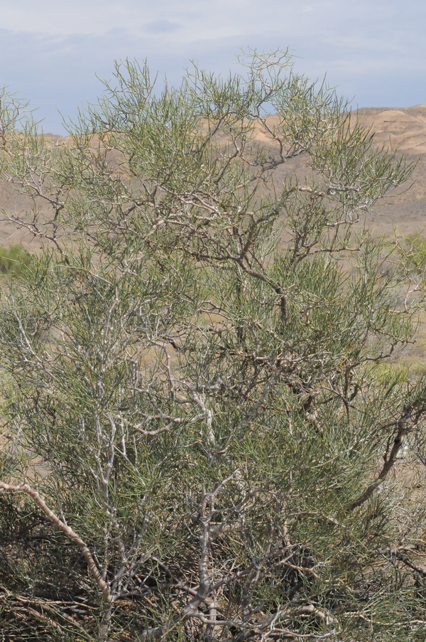 Image of Calligonum junceum specimen.