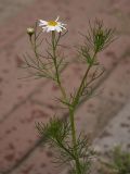 Tripleurospermum inodorum