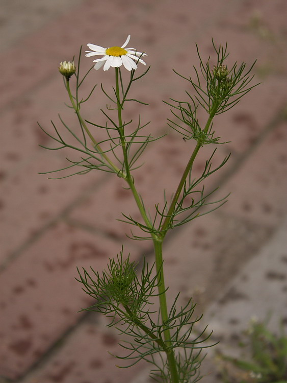 Image of Tripleurospermum inodorum specimen.