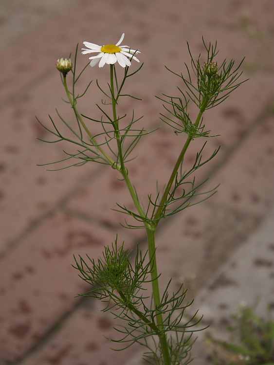 Изображение особи Tripleurospermum inodorum.