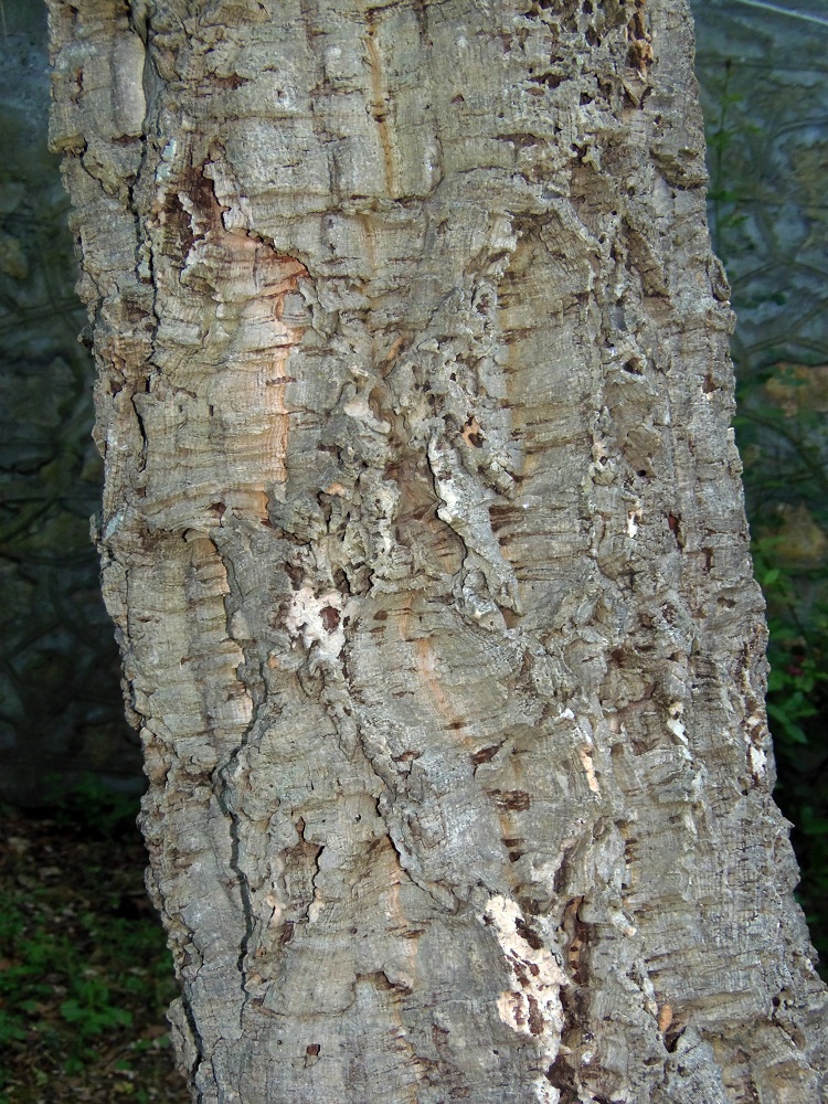 Изображение особи Quercus suber.