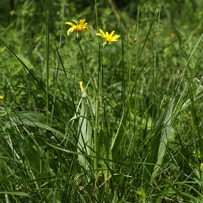 Image of Scorzonera humilis specimen.