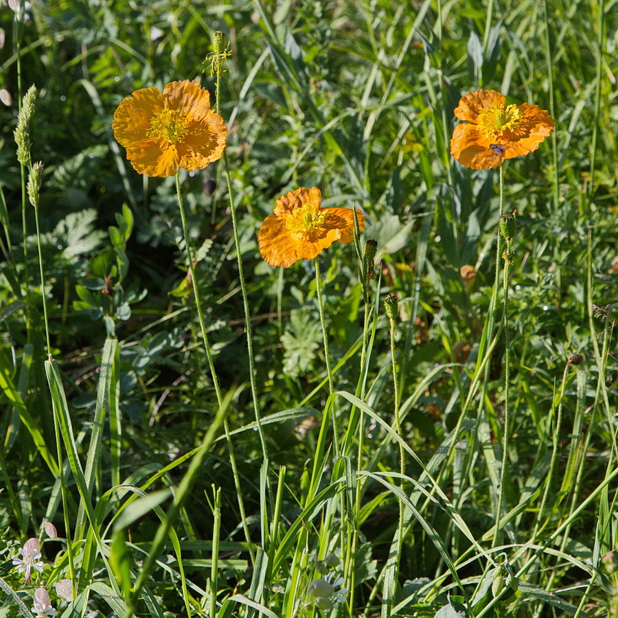 Изображение особи Papaver croceum.