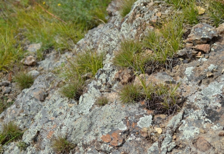 Image of Tripogon chinensis specimen.