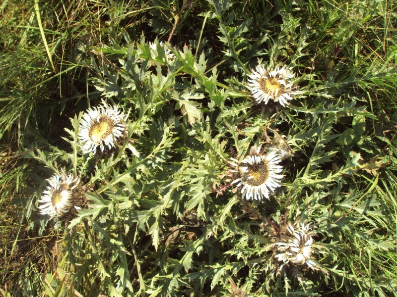 Изображение особи Carlina acaulis.