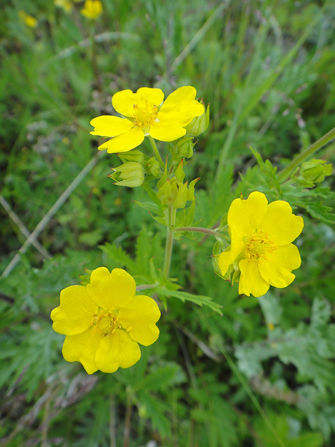 Image of Potentilla acervata specimen.