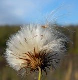 Cirsium setosum. Зрелое соплодие (вид со стороны обертки) и опавший плод-семянка. Подмосковье, окр. г. Одинцово, разнотравный луг. Октябрь 2013 г.