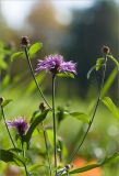 Centaurea jacea. Верхушка цветущего растения. Санкт-Петербург, Петергоф, парк \"Александрия\". 02.10.2012.