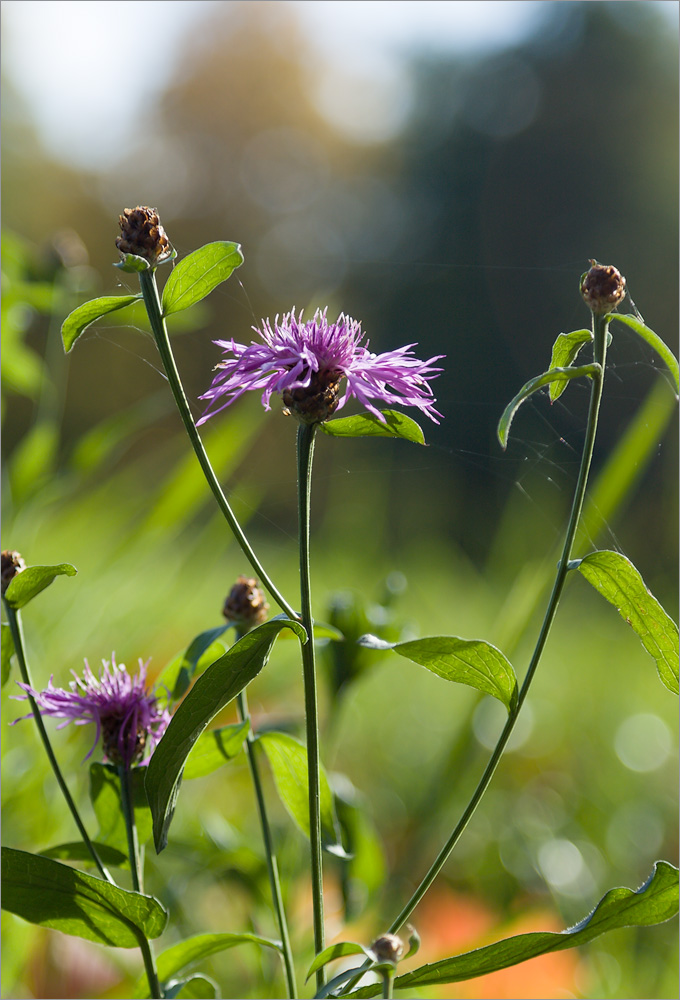 Image of Centaurea jacea specimen.