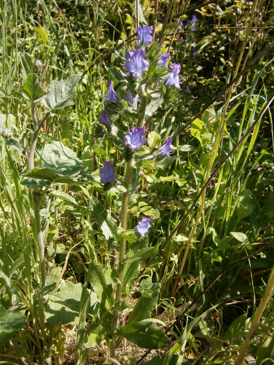 Image of Echium plantagineum specimen.
