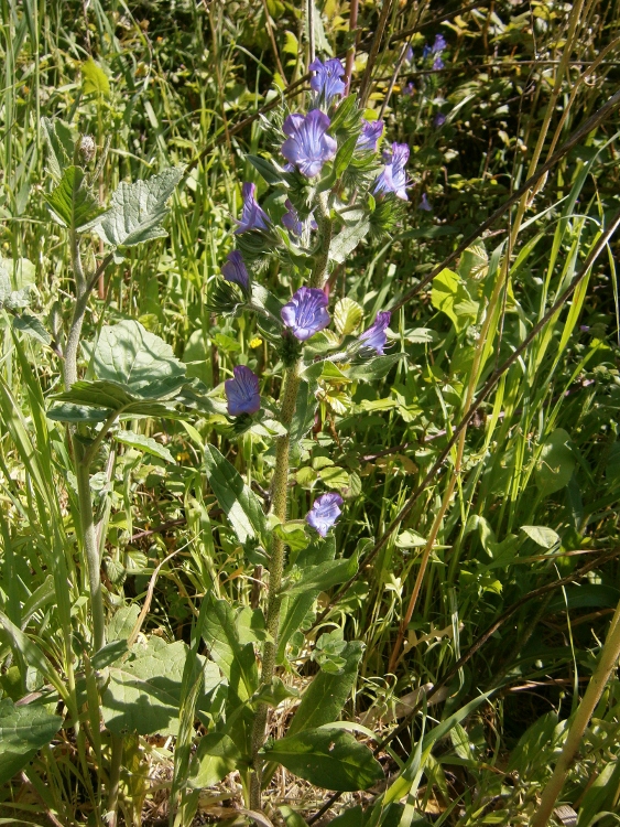 Изображение особи Echium plantagineum.