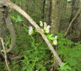 Aconitum sczukinii