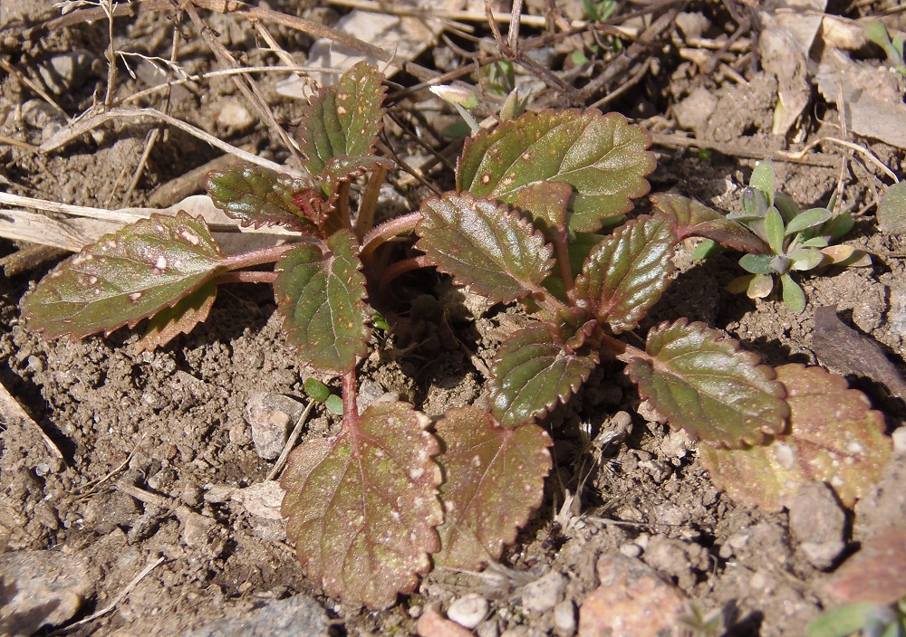 Изображение особи Lallemantia peltata.