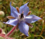 Borago officinalis. Цветок. Хабаровский край, Ванинский р-н, пос. Высокогорный. в культуре. 27.08.2013.