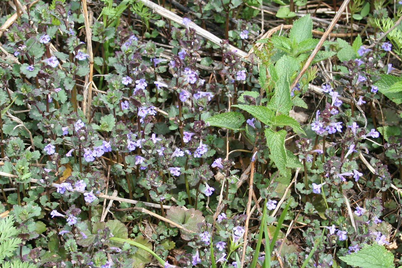 Изображение особи Glechoma hederacea.