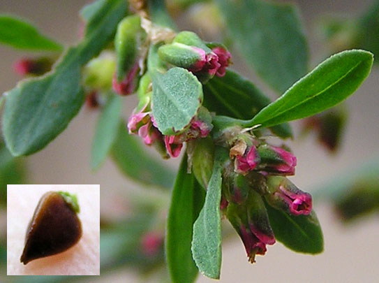 Изображение особи Polygonum aviculare.