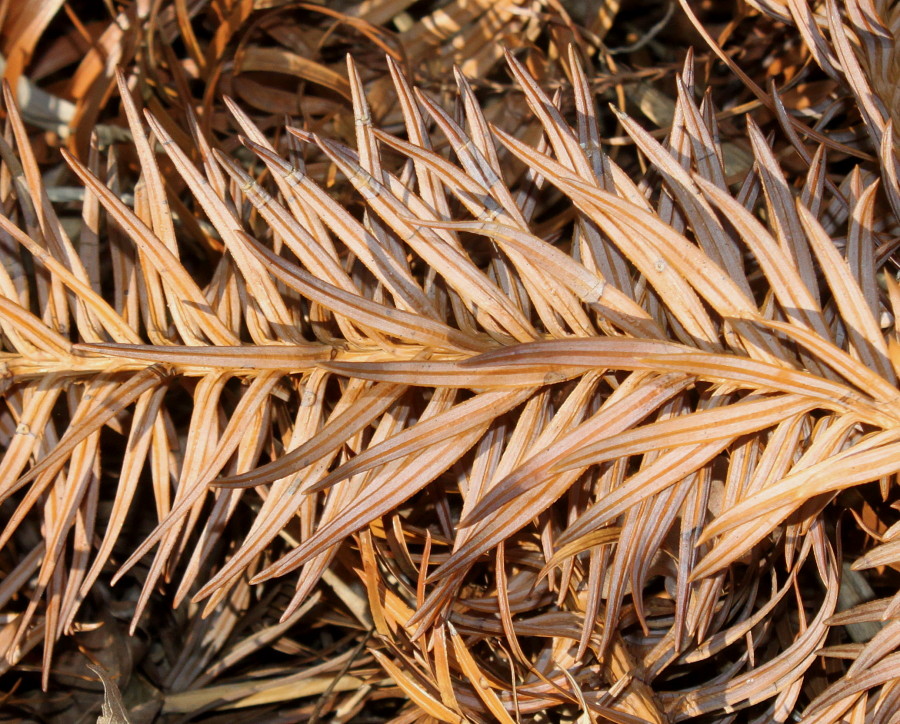 Изображение особи Cunninghamia lanceolata.