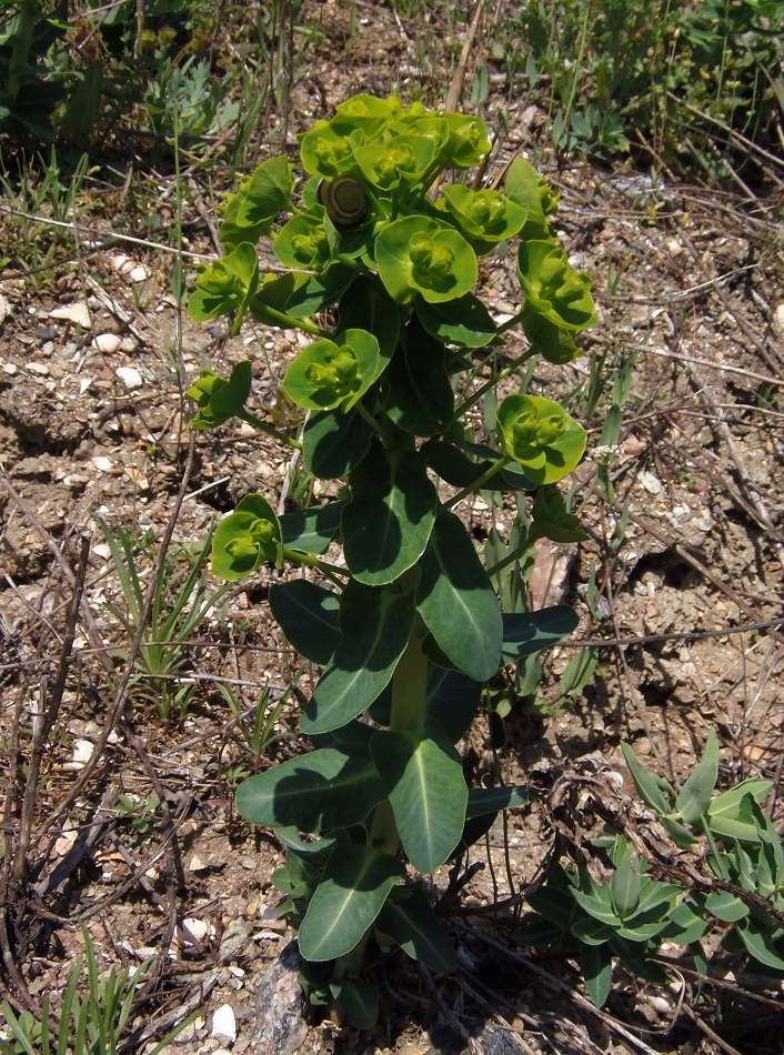 Изображение особи Euphorbia agraria.