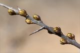 Hippophae rhamnoides. Часть веточки с набухшими почками. Ленинградская обл., Ломоносовский р-н, окр. дер. Низино, берег ручья. 20.04.2014.