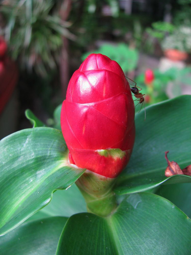 Изображение особи Costus woodsonii.