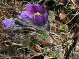 Pulsatilla violacea