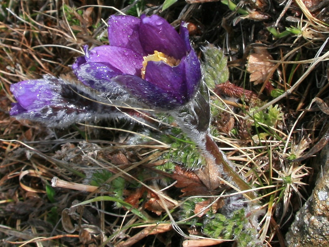 Изображение особи Pulsatilla violacea.