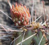 genus Opuntia. Молодой побег. Германия, г. Дюссельдорф, Ботанический сад университета. 04.05.2014.
