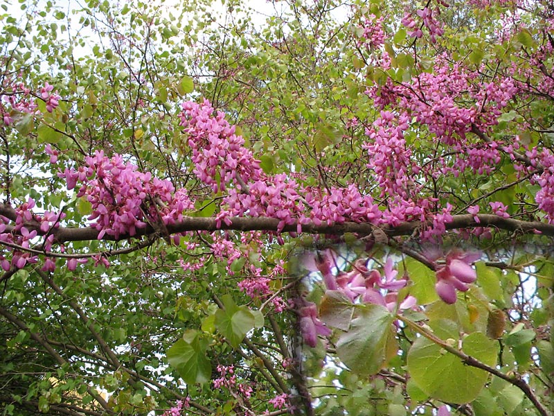 Image of Cercis siliquastrum specimen.