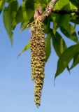 Carya ovata