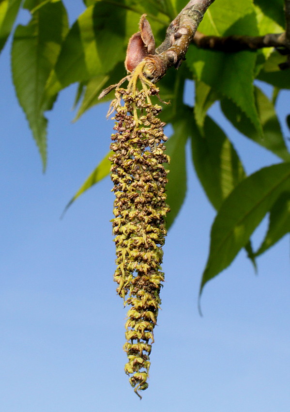 Image of Carya ovata specimen.