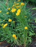 Coreopsis grandiflora