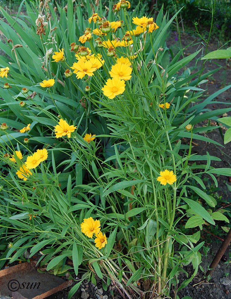 Изображение особи Coreopsis grandiflora.