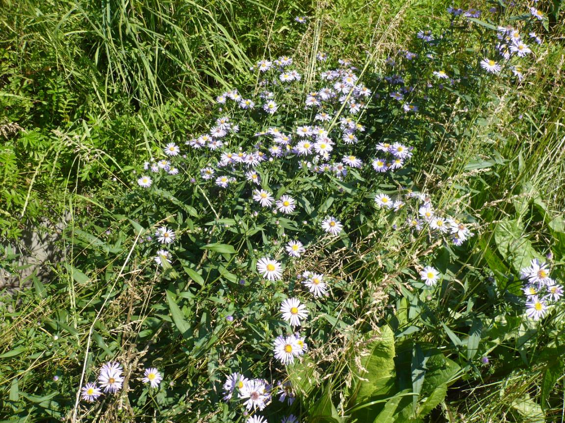 Изображение особи Symphyotrichum novi-belgii.