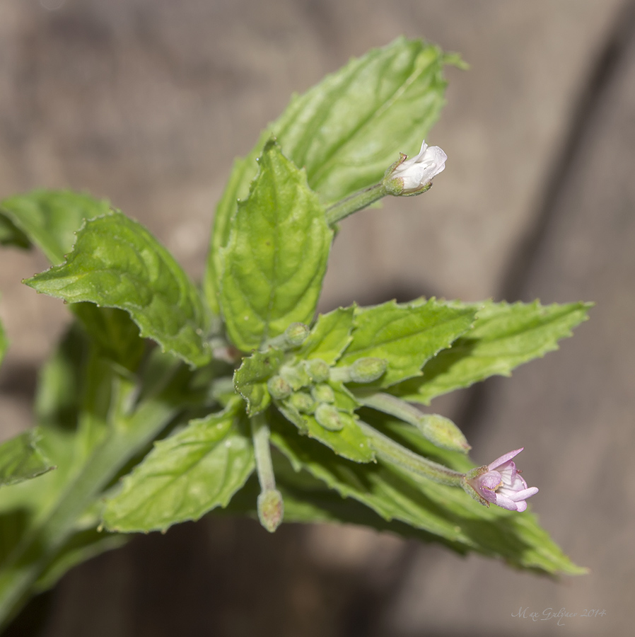 Изображение особи род Epilobium.