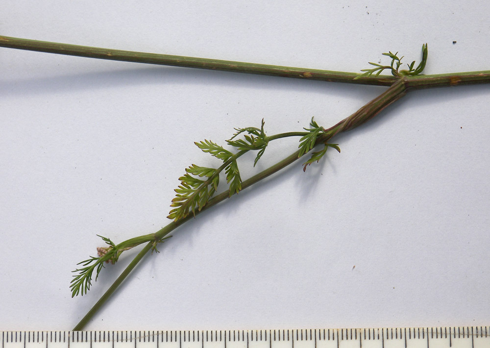 Image of Carum carvi specimen.