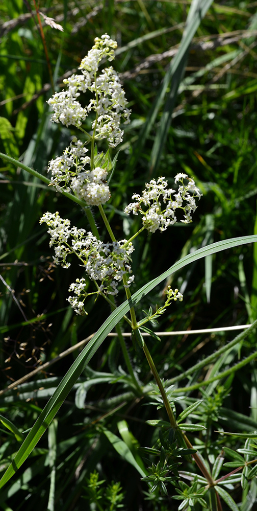 Image of Galium album specimen.