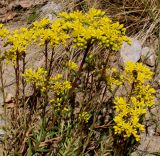 Sedum reflexum. Побеги с соцветиями. Германия, г. Дюссельдорф, Ботанический сад университета. 03.07.2014.